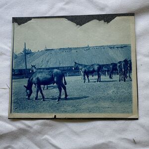 Cyanotype Antique Photo Horses On Farm Railroad Box Cars Mansfield Pittsburgh PA